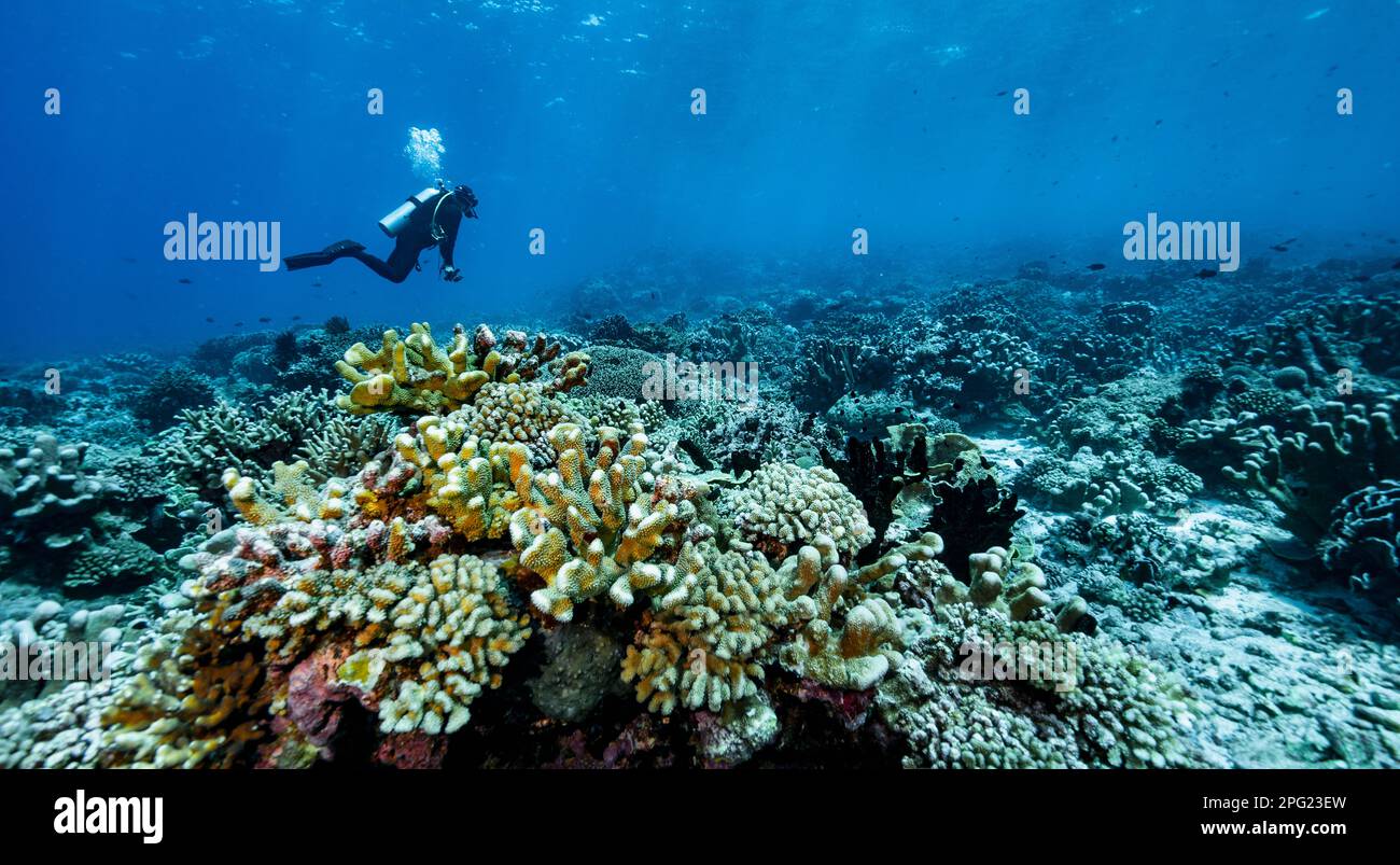 Tuffatore esplorando una barriera corallina a banda Mare / Indonesia Foto Stock