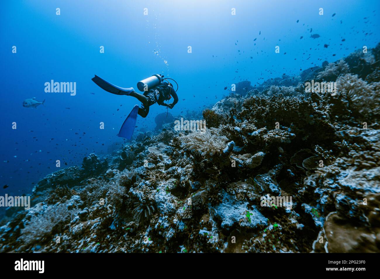 Tuffatore esplorando una barriera corallina a banda Mare / Indonesia Foto Stock