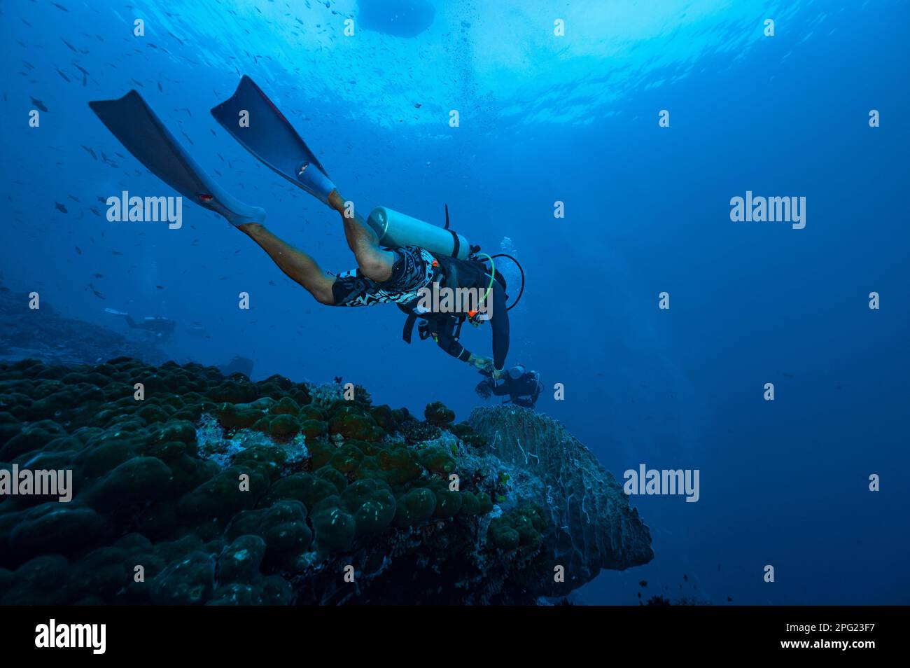 Tuffatore esplorando una barriera corallina a banda Mare / Indonesia Foto Stock