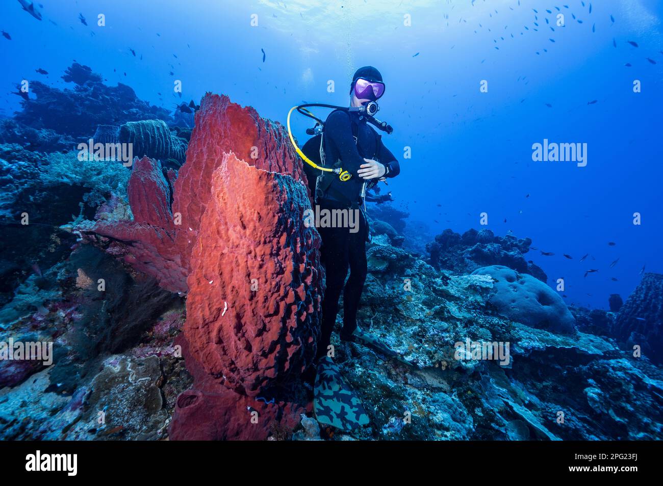 Subacqueo in piedi accanto al corallo in spugna a botte gigante nel Mare di banda Foto Stock