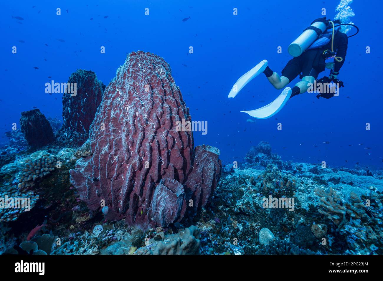 Tuffatore che nuota bye corallo di spugna del barile gigante a nel mare di banda Foto Stock