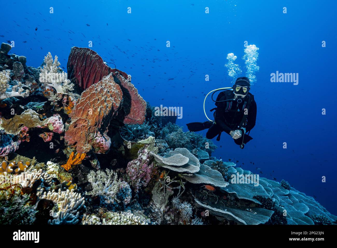 Tuffatore esplorando una barriera corallina a banda Mare / Indonesia Foto Stock
