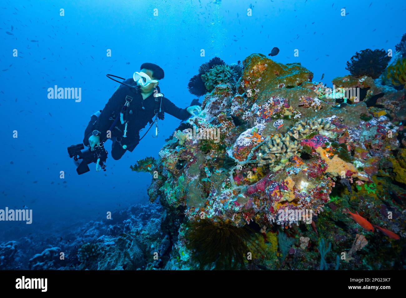 Fotografo subacqueo che esplora una barriera corallina a banda Sea / Indonesia Foto Stock