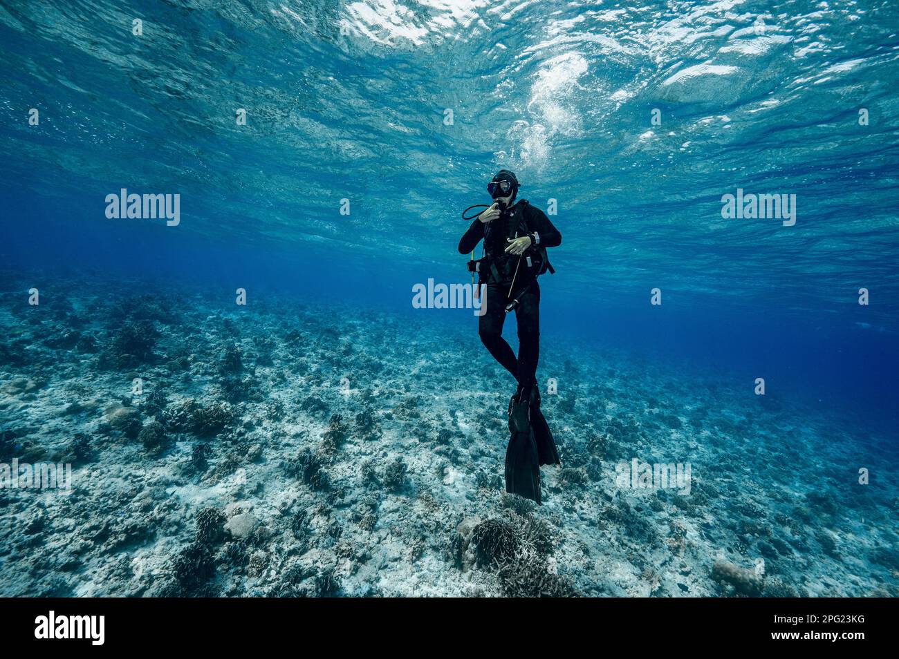 Tuffatore esplorando una barriera corallina a banda Mare / Indonesia Foto Stock