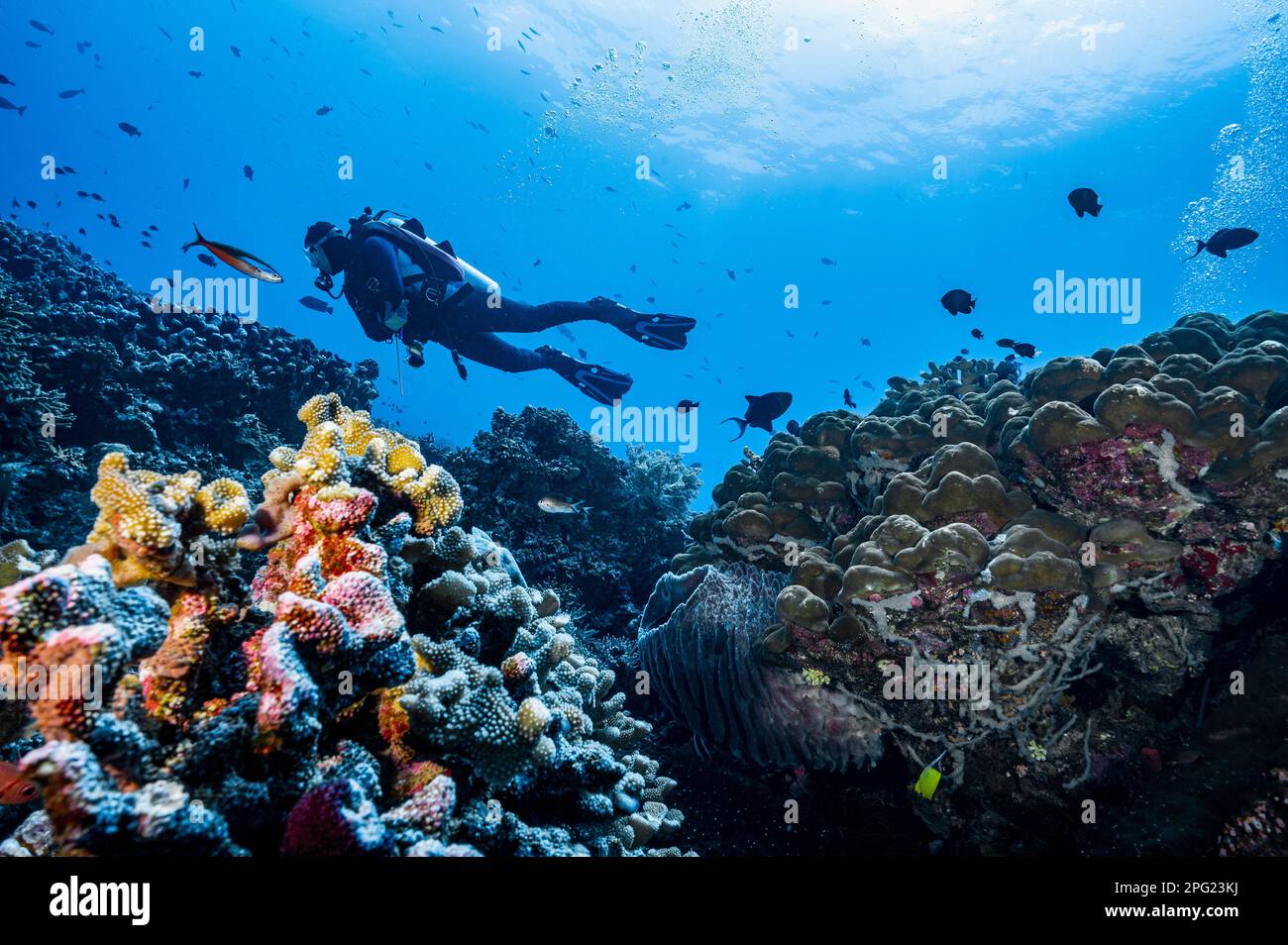 Tuffatore esplorando una barriera corallina a banda Mare / Indonesia Foto Stock