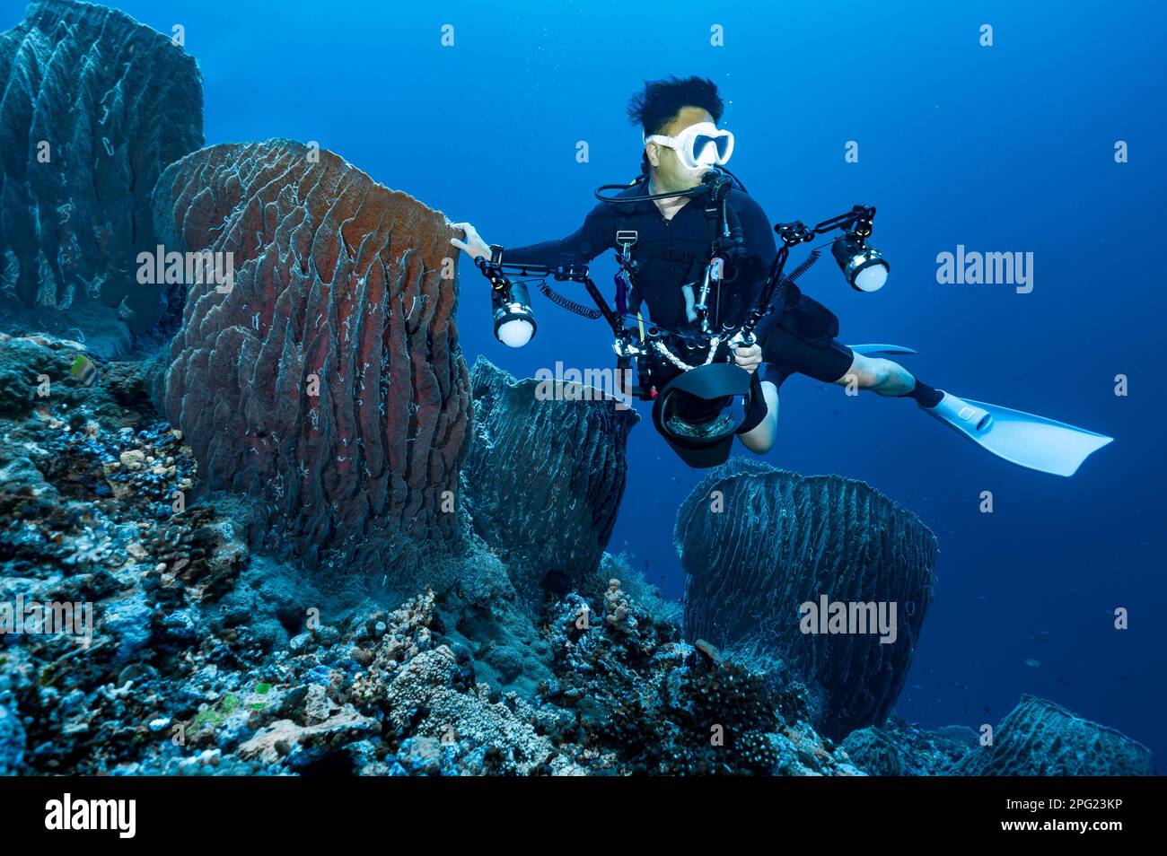 Fotografo subacqueo che esplora una barriera corallina al Mare di banda Foto Stock
