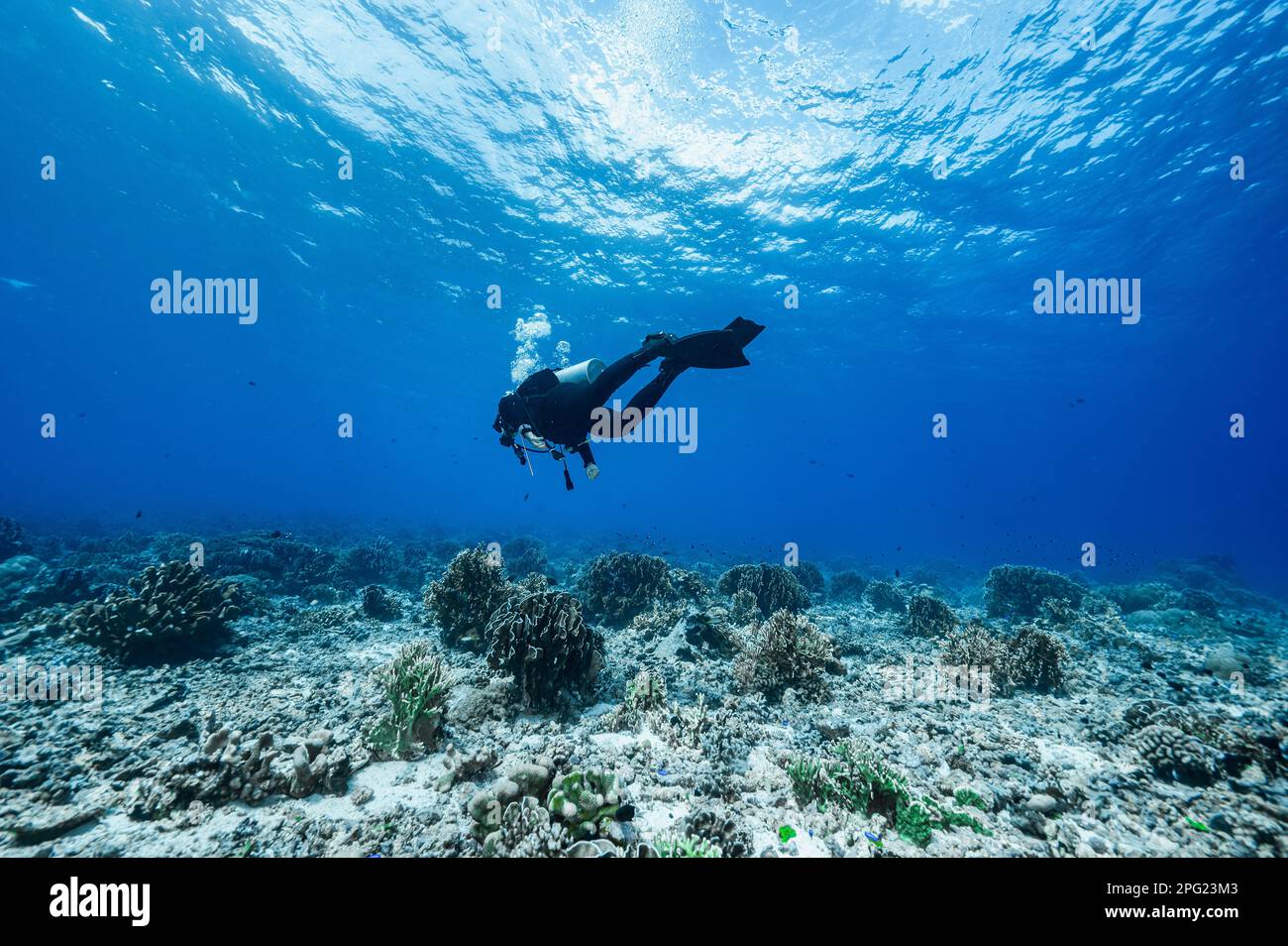 Tuffatore esplorando una barriera corallina a banda Mare / Indonesia Foto Stock