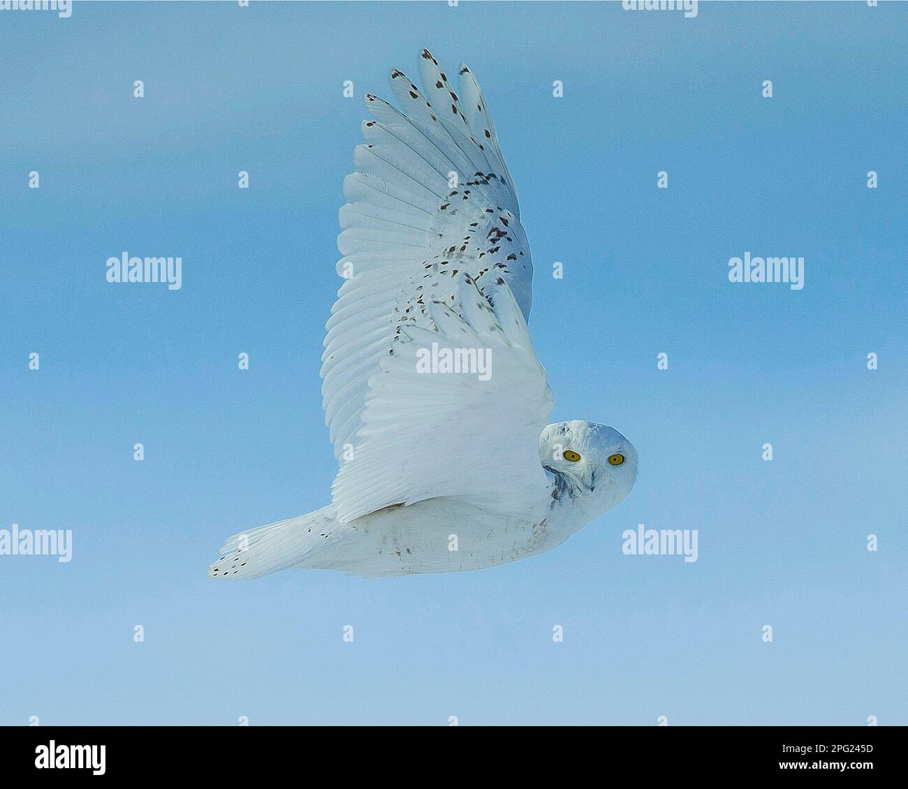 Gufo innevato vola in cielo. Foto Stock