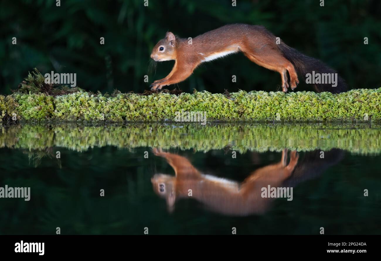 uno scoiattolo rosso accanto a una piscina. Preso di notte con il flash, mostra l'animale che salta con un riflesso nell'acqua Foto Stock