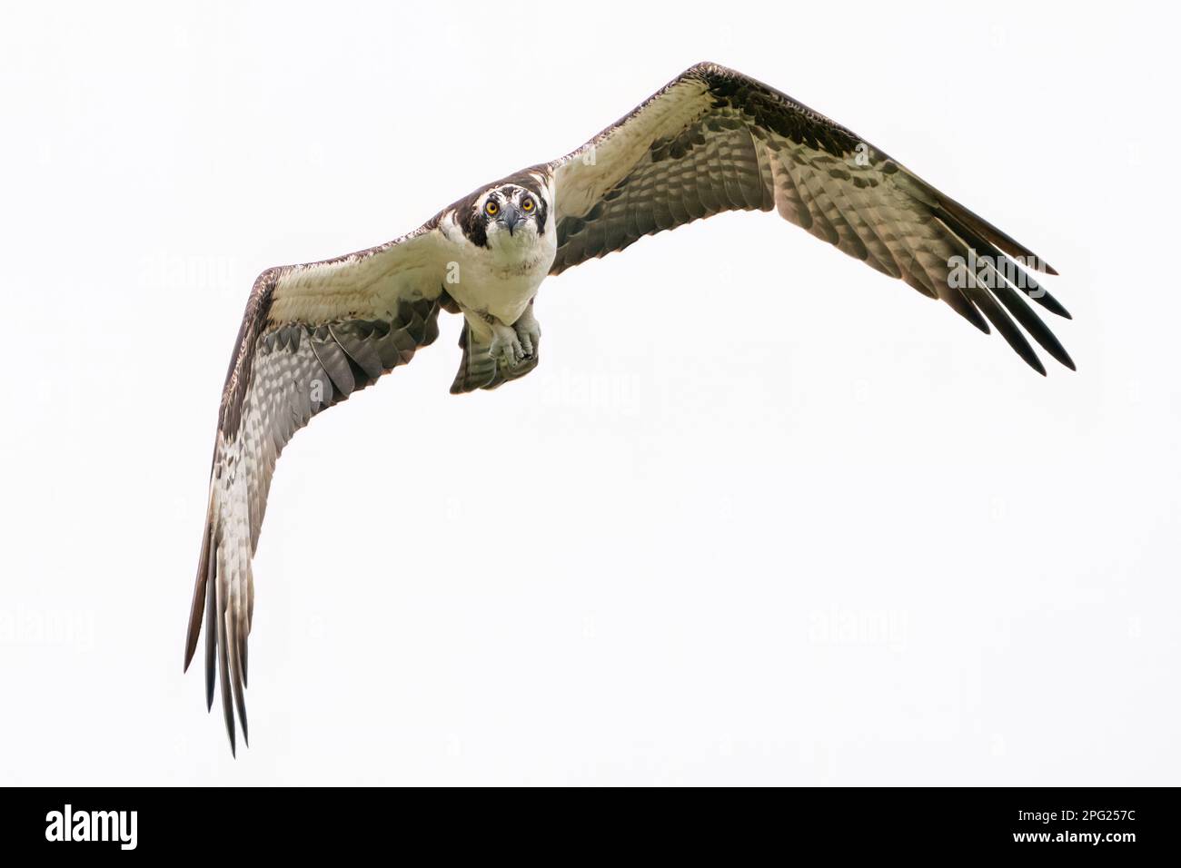 Un Osprey che guarda la fotocamera Foto Stock