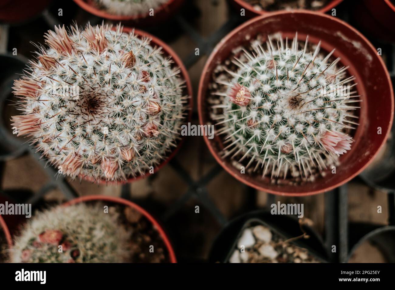 due cactus fioriti in pentole in vivaio Foto Stock due cactus fioriti in pentole in vivaio Foto Stock