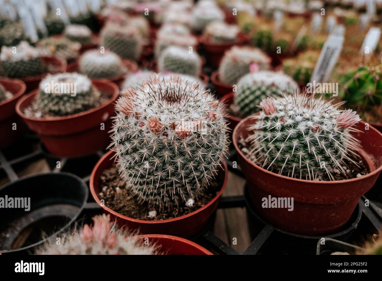 cactus che cresce in pentole al vivaio Foto Stock cactus che cresce in pentole al vivaio Foto Stock