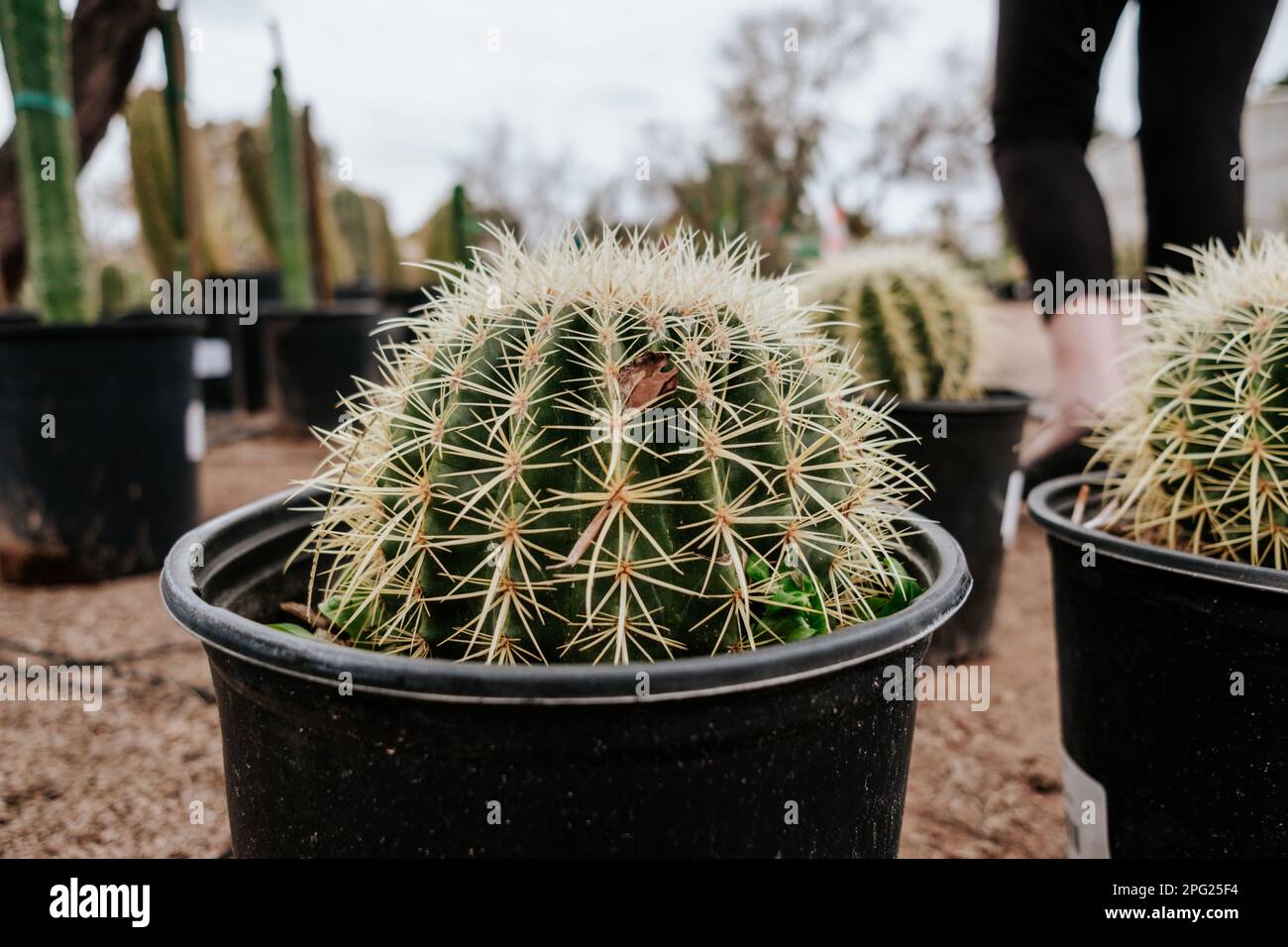 Barile cactus in pentola al vivaio Foto Stock