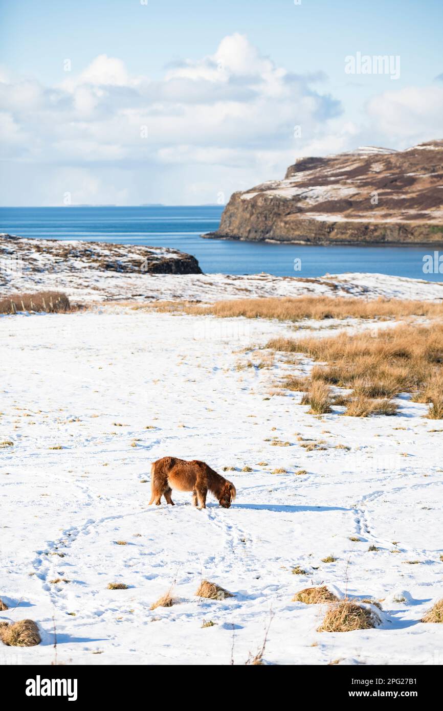 Pony delle Shetland nella neve che pascola l'isola di Skye negli altopiani scozzesi Foto Stock
