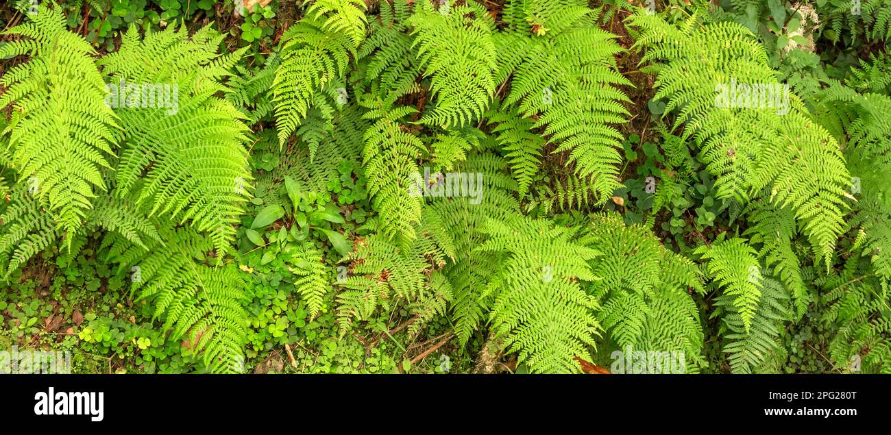 Vegetazione densa Vista delle foglie di Fern alla foresta sfondo testurizzato Foto Stock