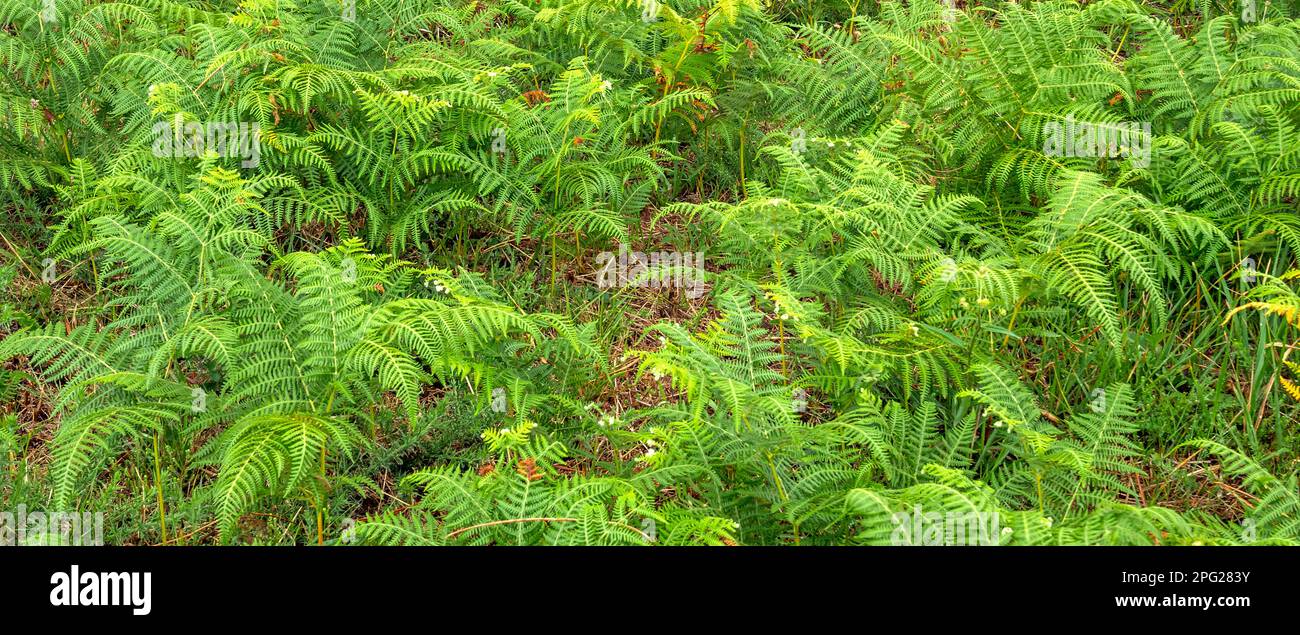 Vegetazione densa Vista delle foglie di Fern alla foresta sfondo testurizzato Foto Stock