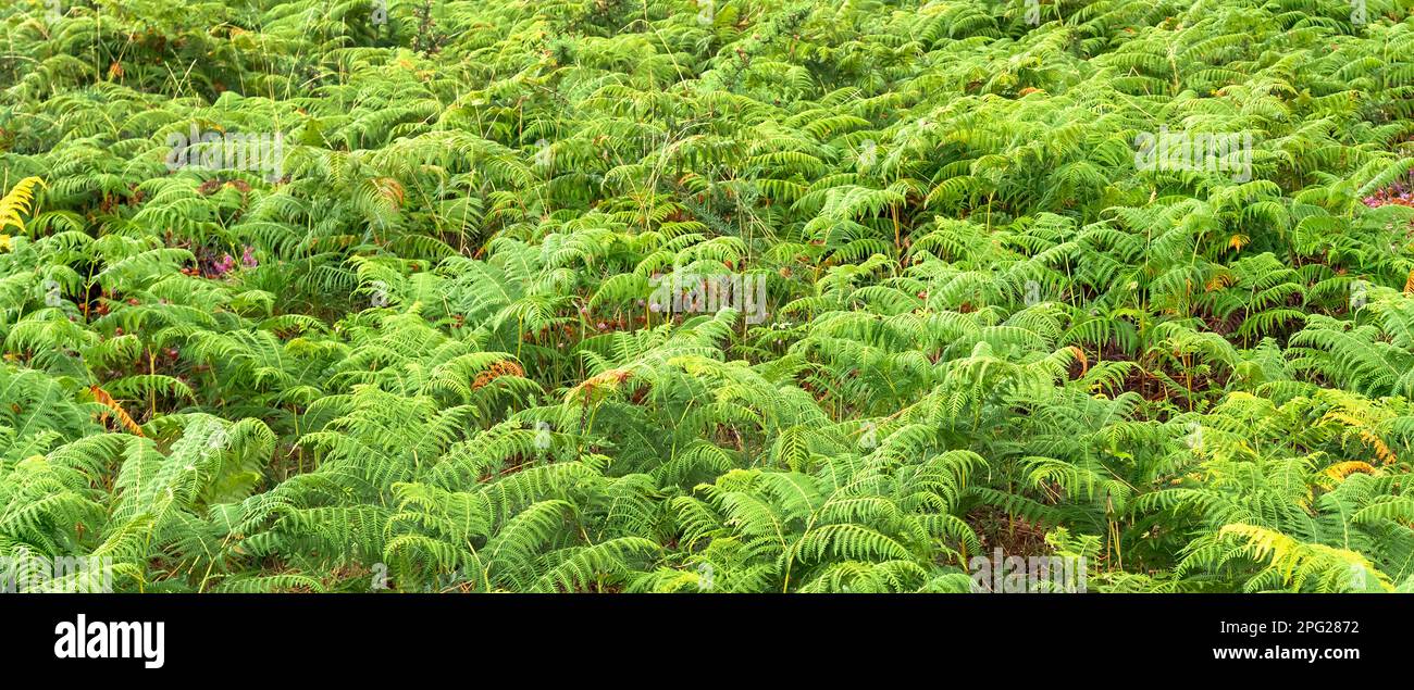 Vegetazione densa Vista delle foglie di Fern alla foresta sfondo testurizzato Foto Stock