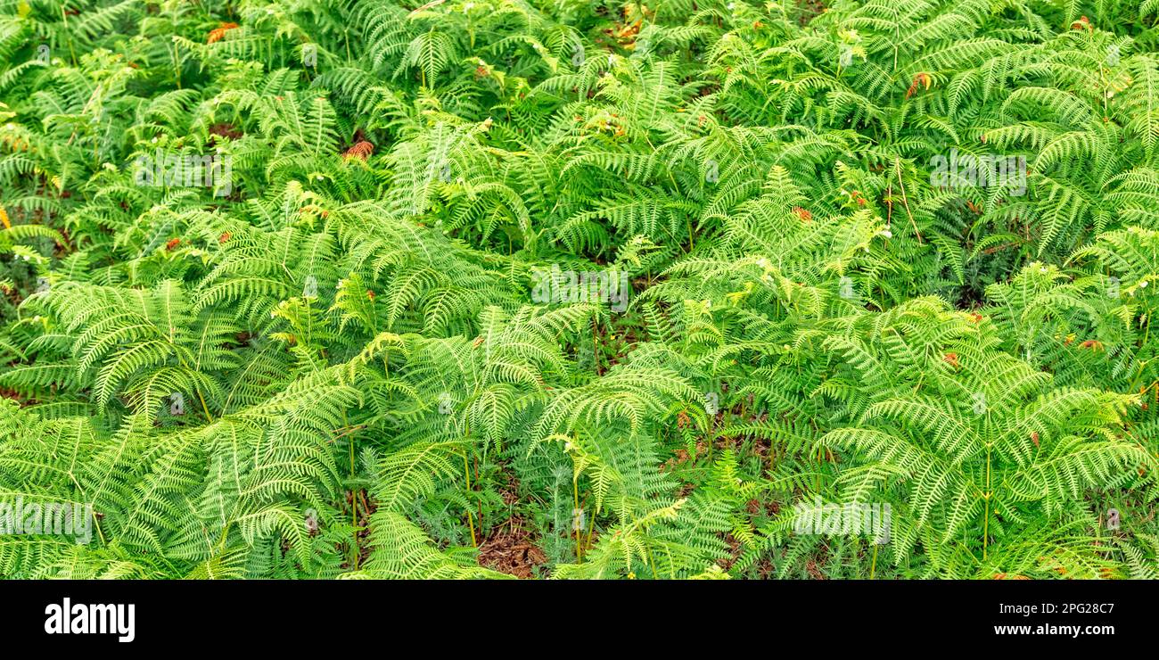 Vegetazione densa Vista delle foglie di Fern alla foresta sfondo testurizzato Foto Stock
