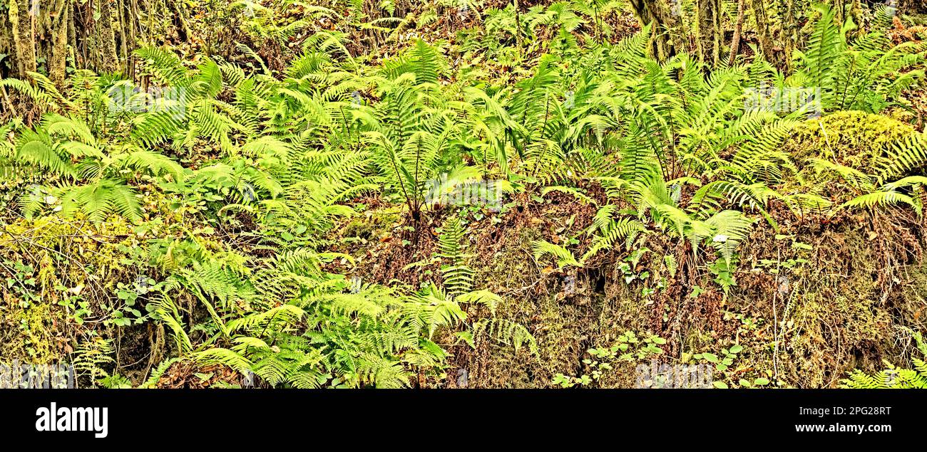 Vegetazione densa Vista delle foglie di Fern alla foresta sfondo testurizzato Foto Stock