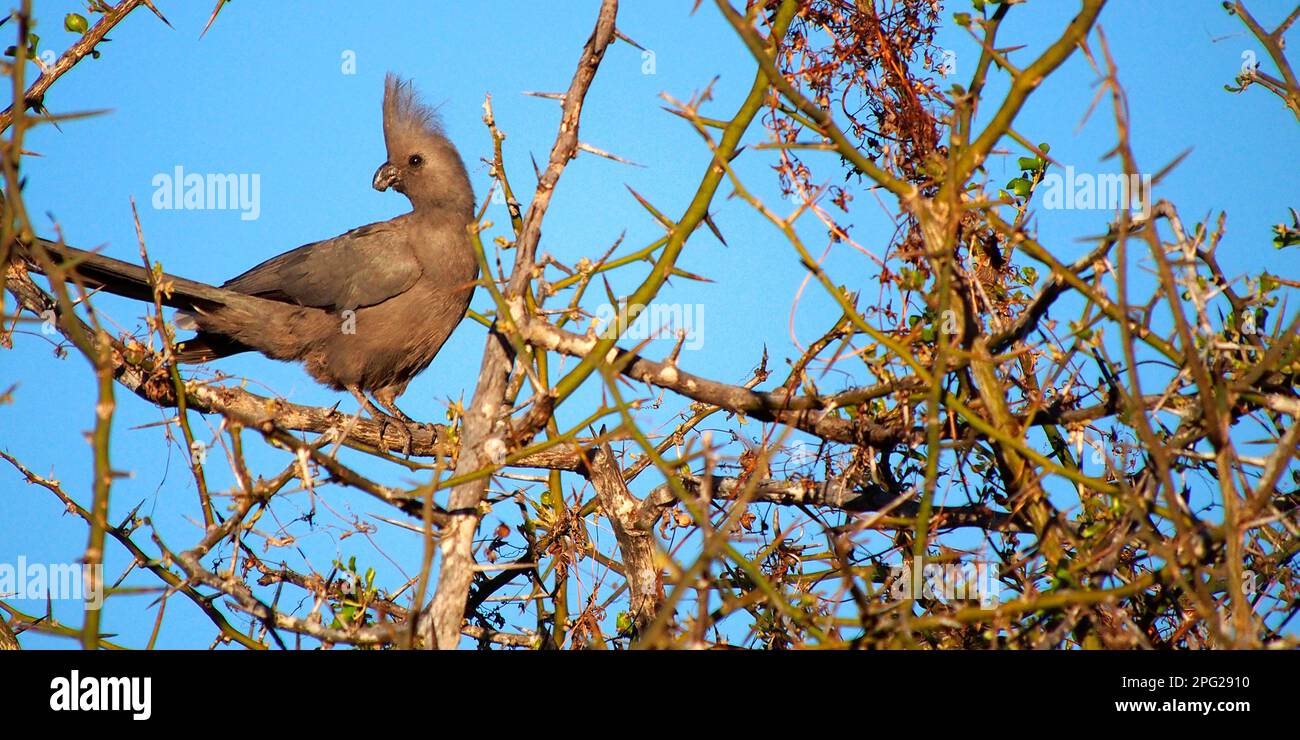 Grigio andare lontano bird, Corythaixoides concolor, Chobe National Park, Kasane Botswana, Africa Foto Stock
