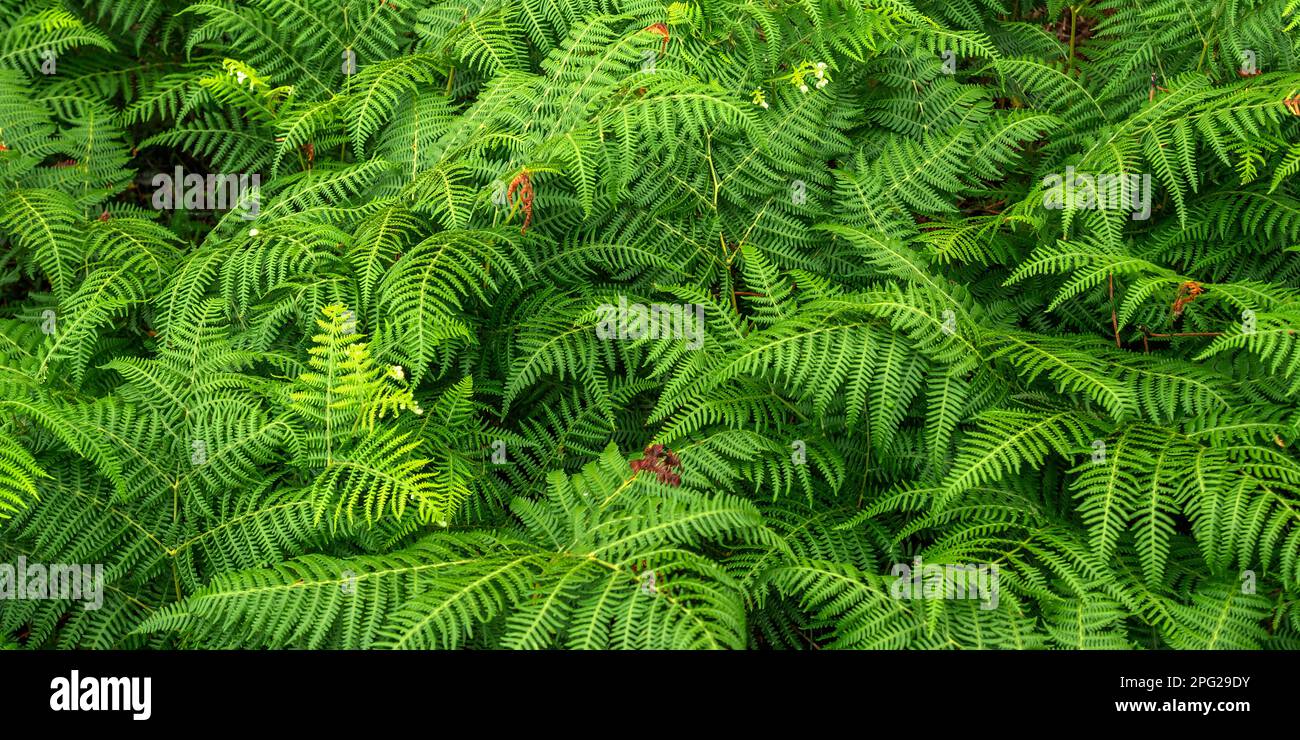 Vegetazione densa Vista delle foglie di Fern alla foresta sfondo testurizzato Foto Stock
