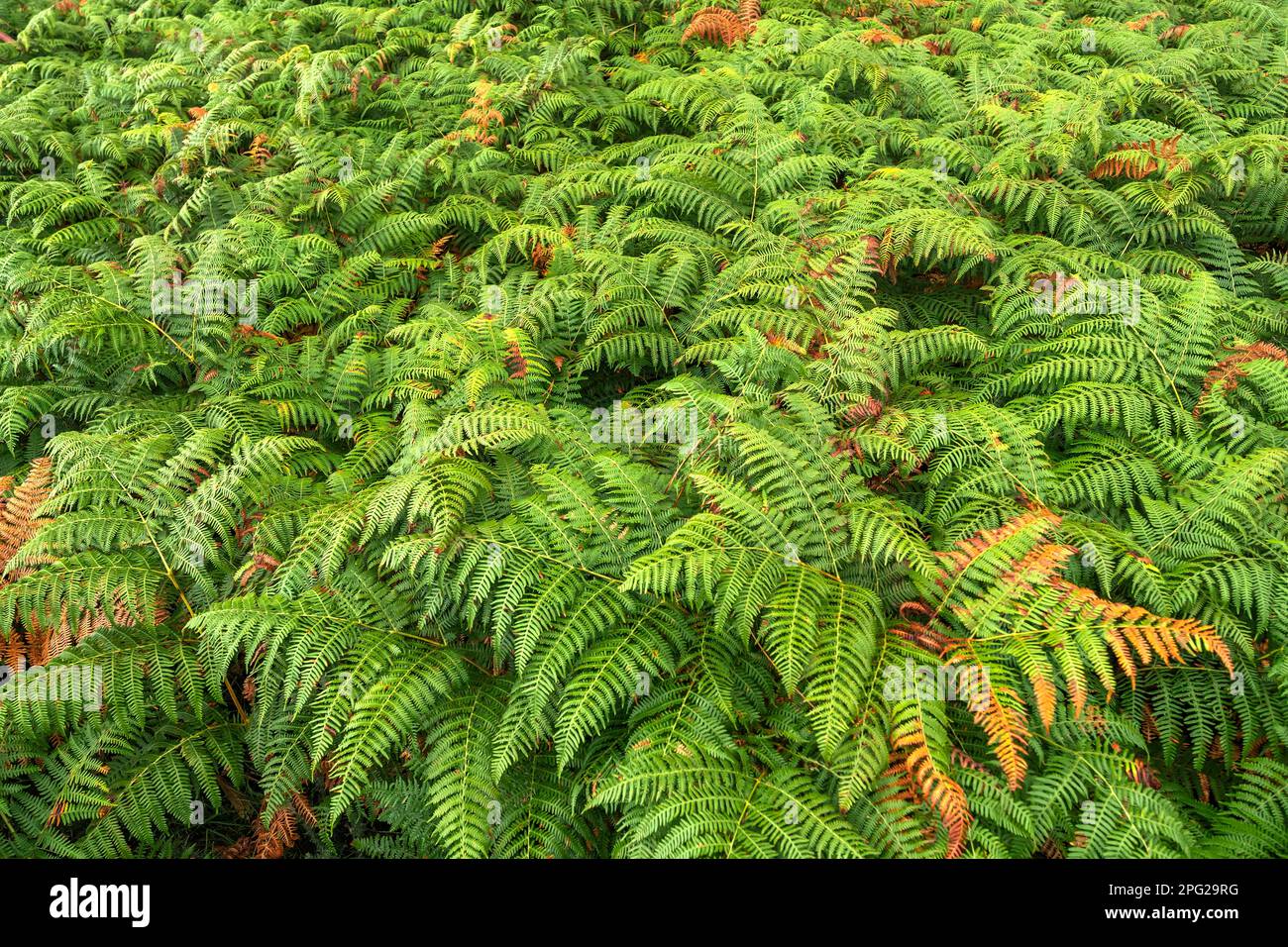 Vegetazione densa Vista delle foglie di Fern alla foresta sfondo testurizzato Foto Stock