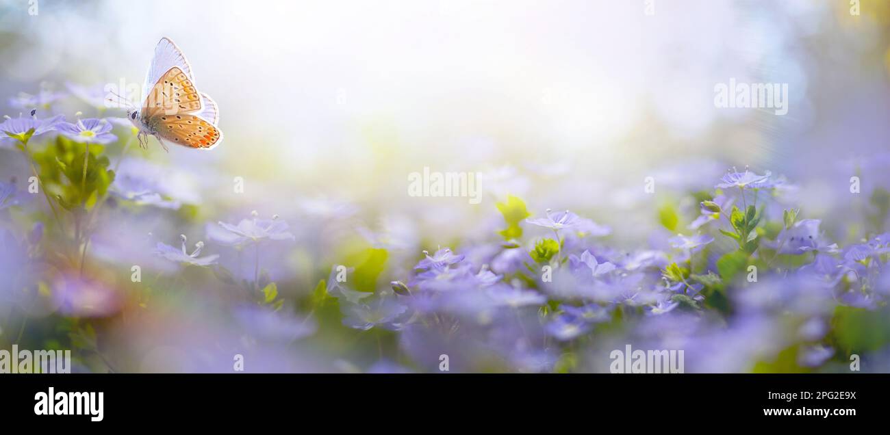 Bella primavera sfocata sfondo natura con Glade fiorente e Fly Butterfly contro il cielo soleggiato blu in un felice giorno di Pasqua. Foto Stock