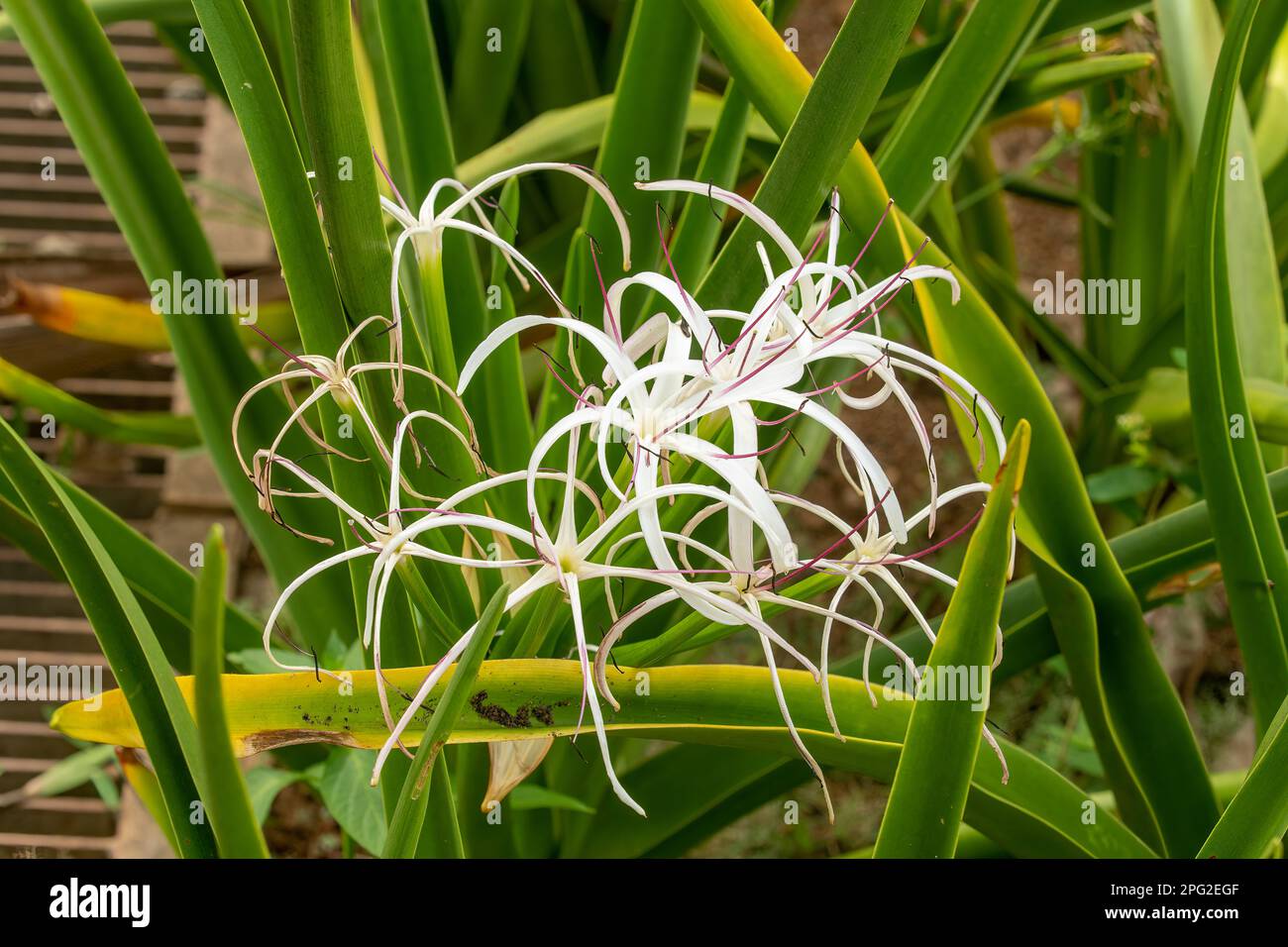 Crinum mauritianum, Mauritius palude-giglio Foto Stock