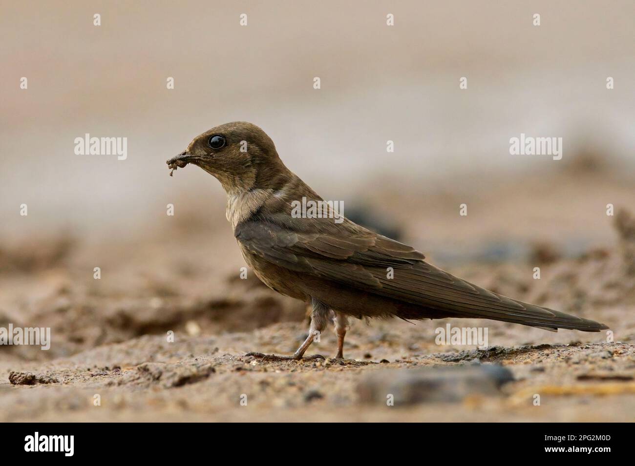 Dusky Crag-Martin (Ptyonoprogne concolor) Foto Stock