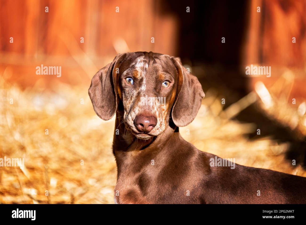 Brindle a capelli corti Dachshund. Ritratto di maschio adulto. Germania Foto Stock