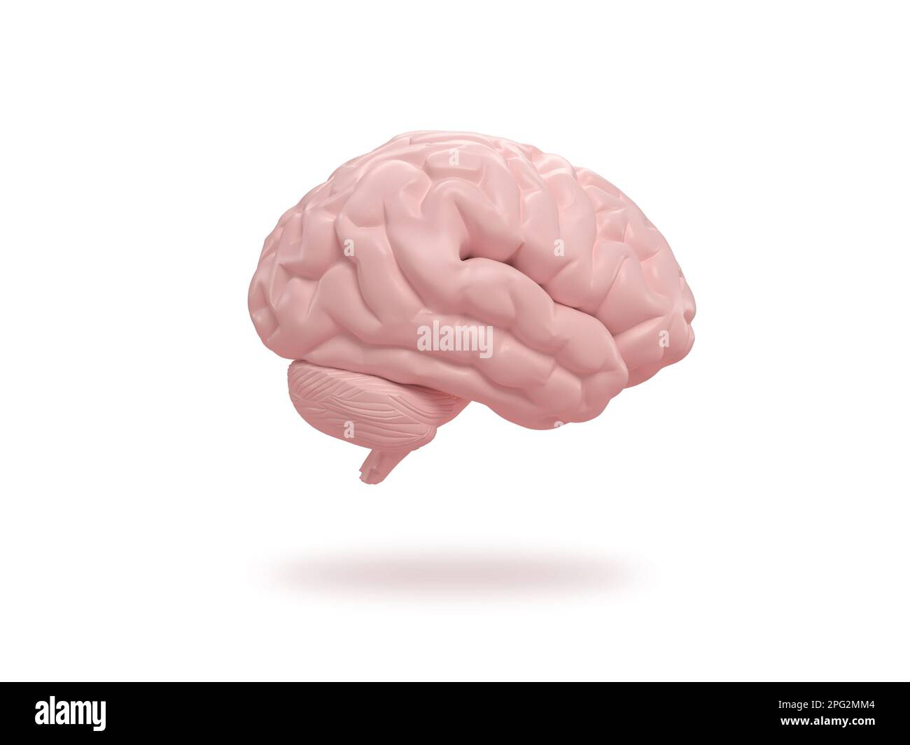 Diapositiva cerebrale umana su sfondo bianco isometrico. rendering 3d. Foto Stock