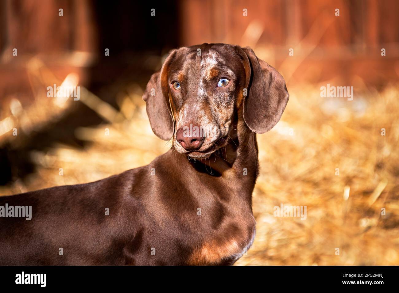Brindle a capelli corti Dachshund. Ritratto di maschio adulto. Germania Foto Stock