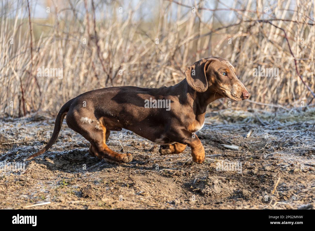 Brindle a capelli corti Dachshund. Uomo adulto che corre su un prato congelato. Germania Foto Stock