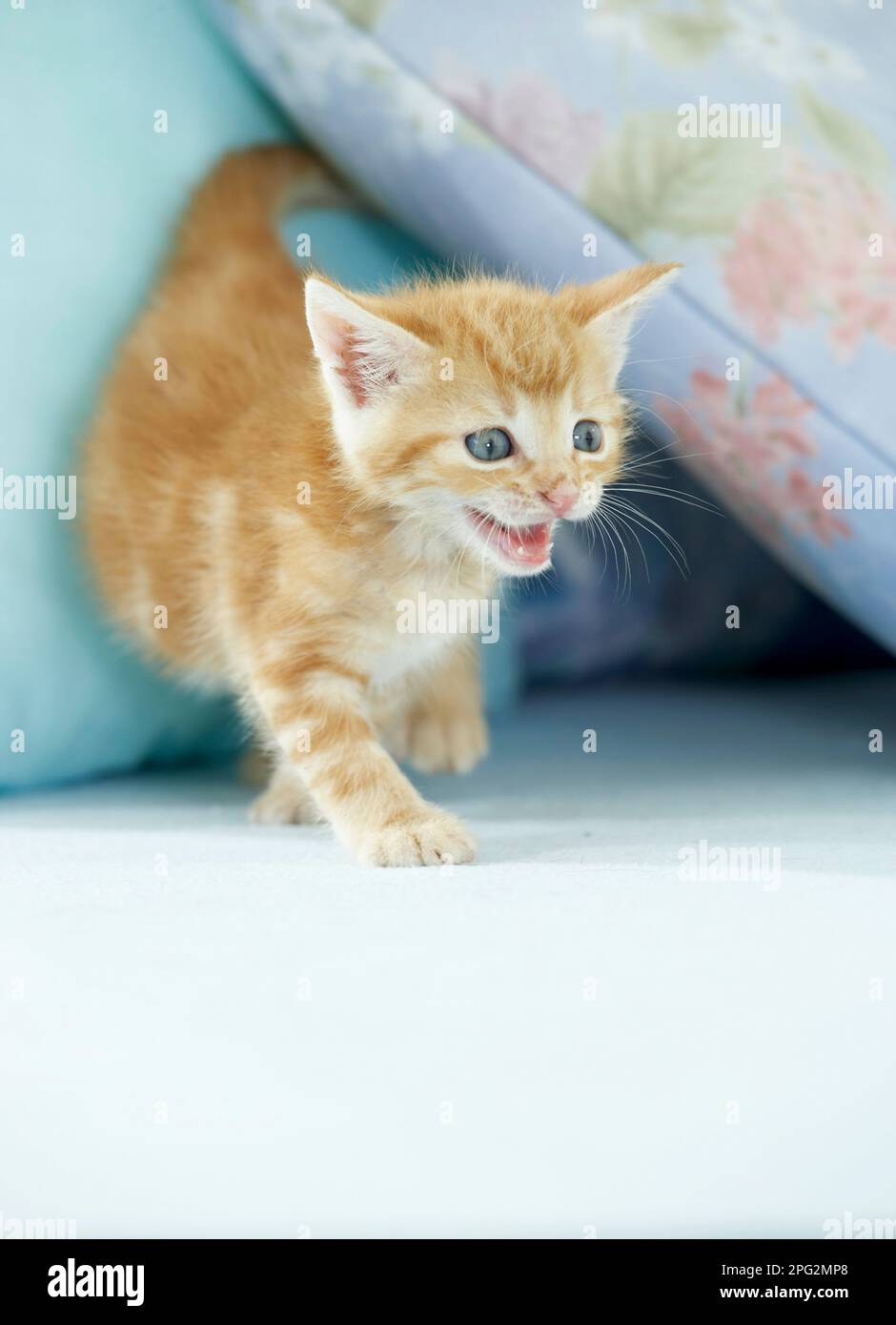 Casa Cat. Un gattino esce da tra cuscini e meows. Germania. Foto Stock