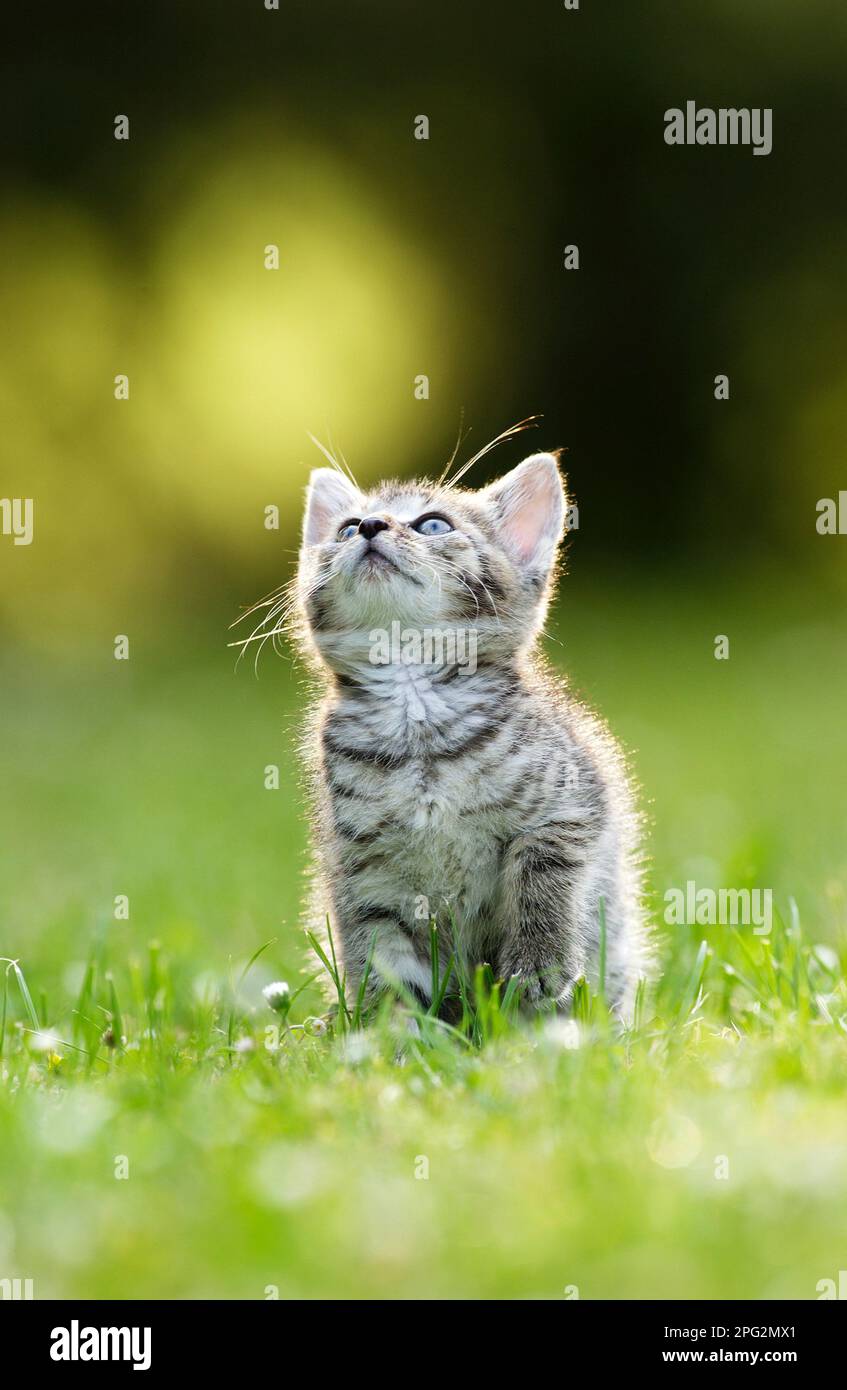 Gatto domestico. Gattino Tabby seduto su un prato mentre si guardano le zanzare. Germania Foto Stock