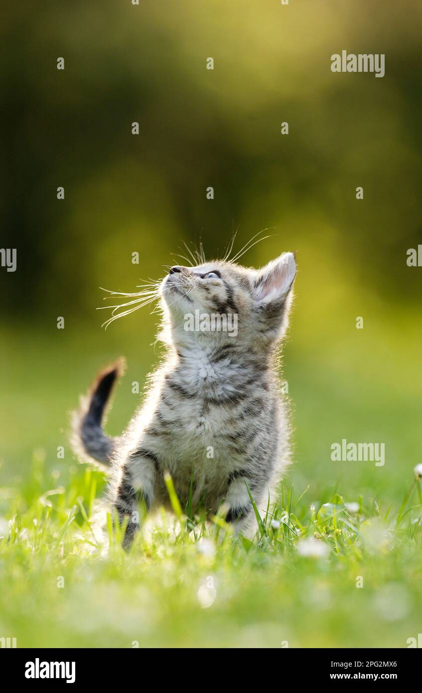 Gatto domestico. Gattino Tabby in piedi su un prato mentre si guardano le zanzare. Germania Foto Stock