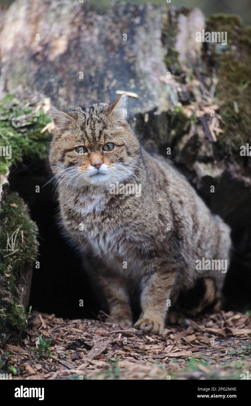 Gatto selvatico europeo (Felis silvestris). Adulto seduto di fronte a un tronco d'albero. Germania Foto Stock