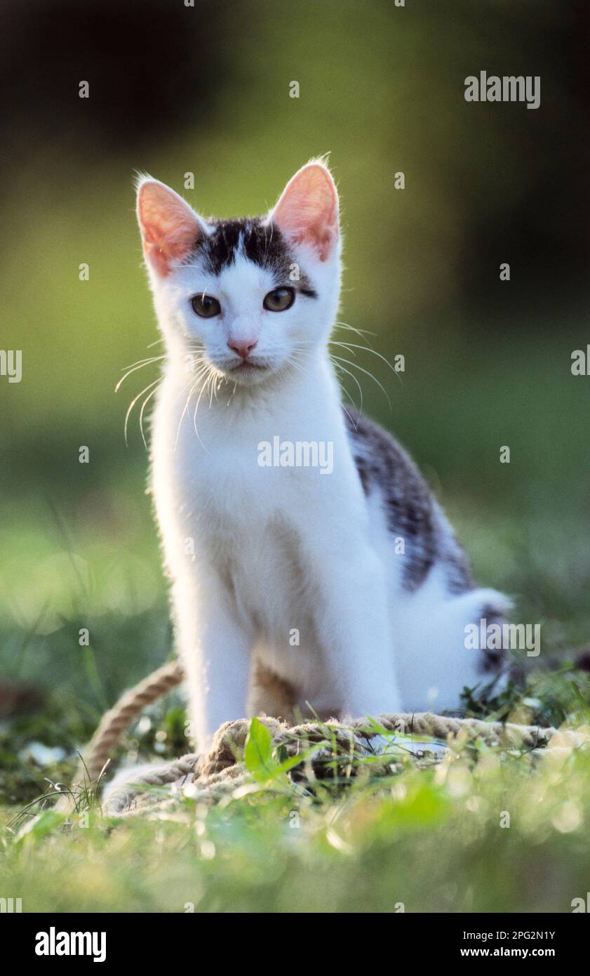 Gatto domestico. Gatto giovanile seduto su un prato. Germania. Foto Stock