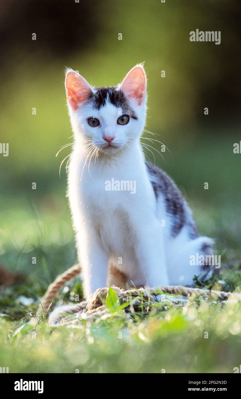 Gatto domestico. Gatto giovanile seduto su un prato. Germania. Foto Stock