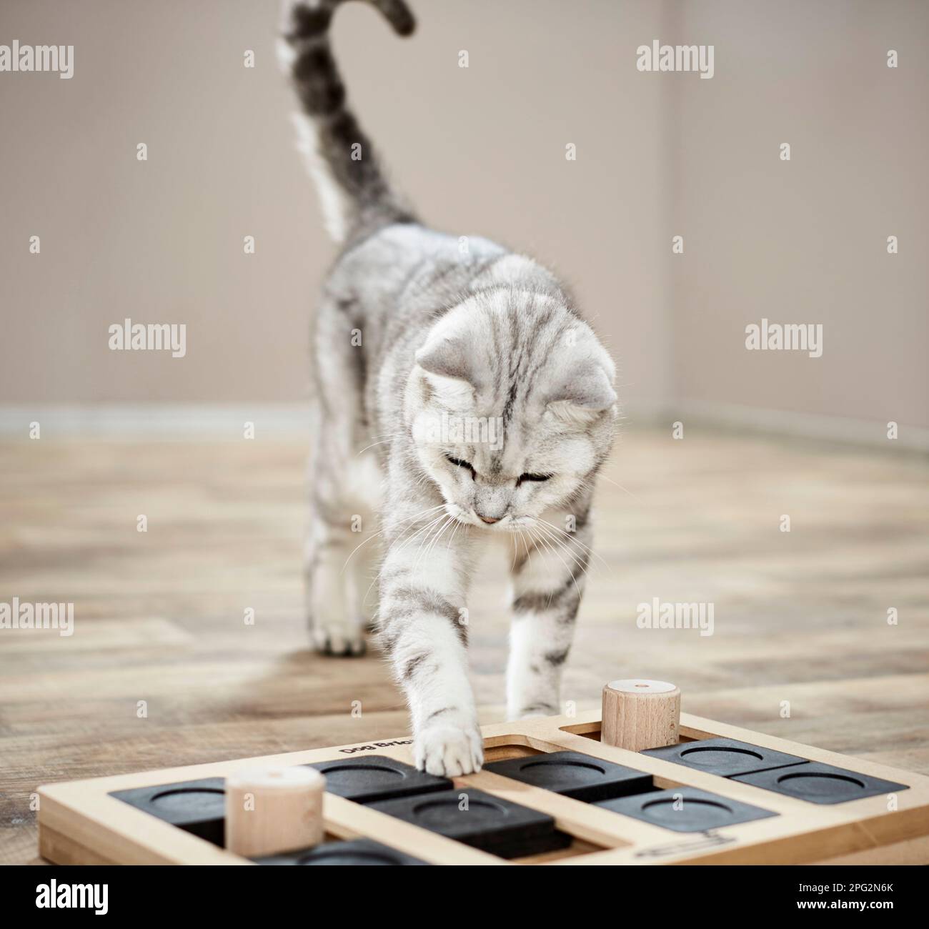 British Shorthair cat. Tabby adulto a giocare con il cibo-erogazione gioco labirinto. Germania Foto Stock