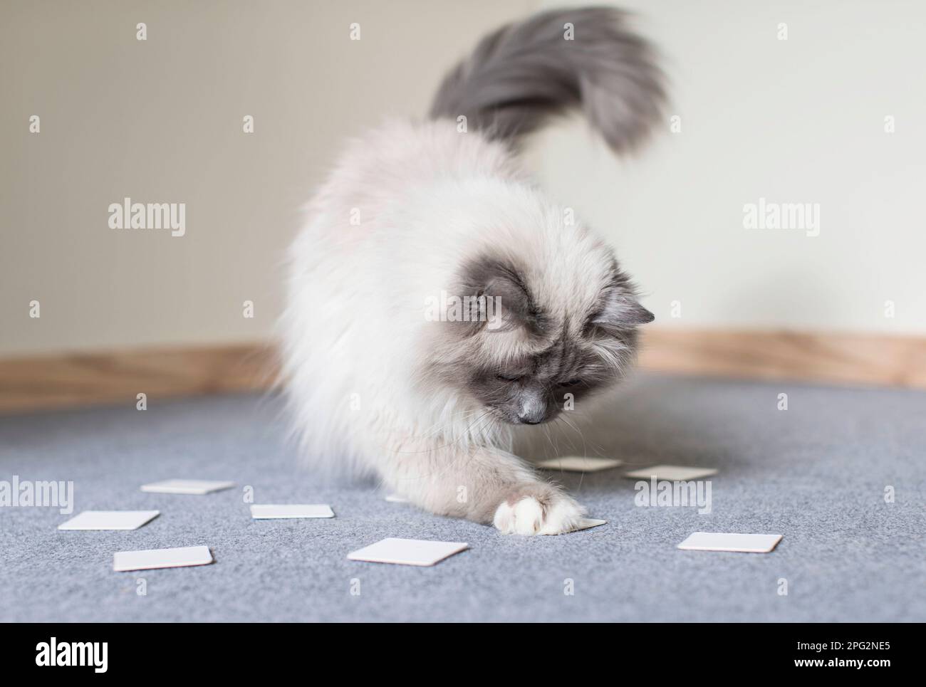 Birman, Sacro Gatto Della Birmania. Gatto adulto che guarda le carte Match. Germania . Foto Stock