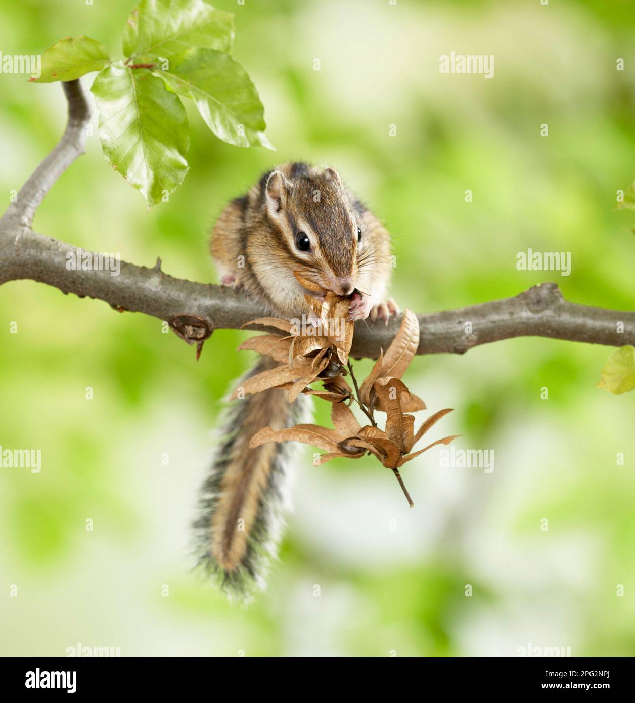 Chipmunk siberiano (Tamias sibiricus) mangiare la frutta di un carpino. Germania Foto Stock