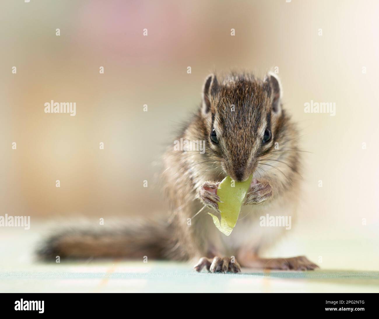 Chipmunk siberiano (Tamias sibiricus). Giovani (5 settimane) che mangiano un'uva. Germania Foto Stock