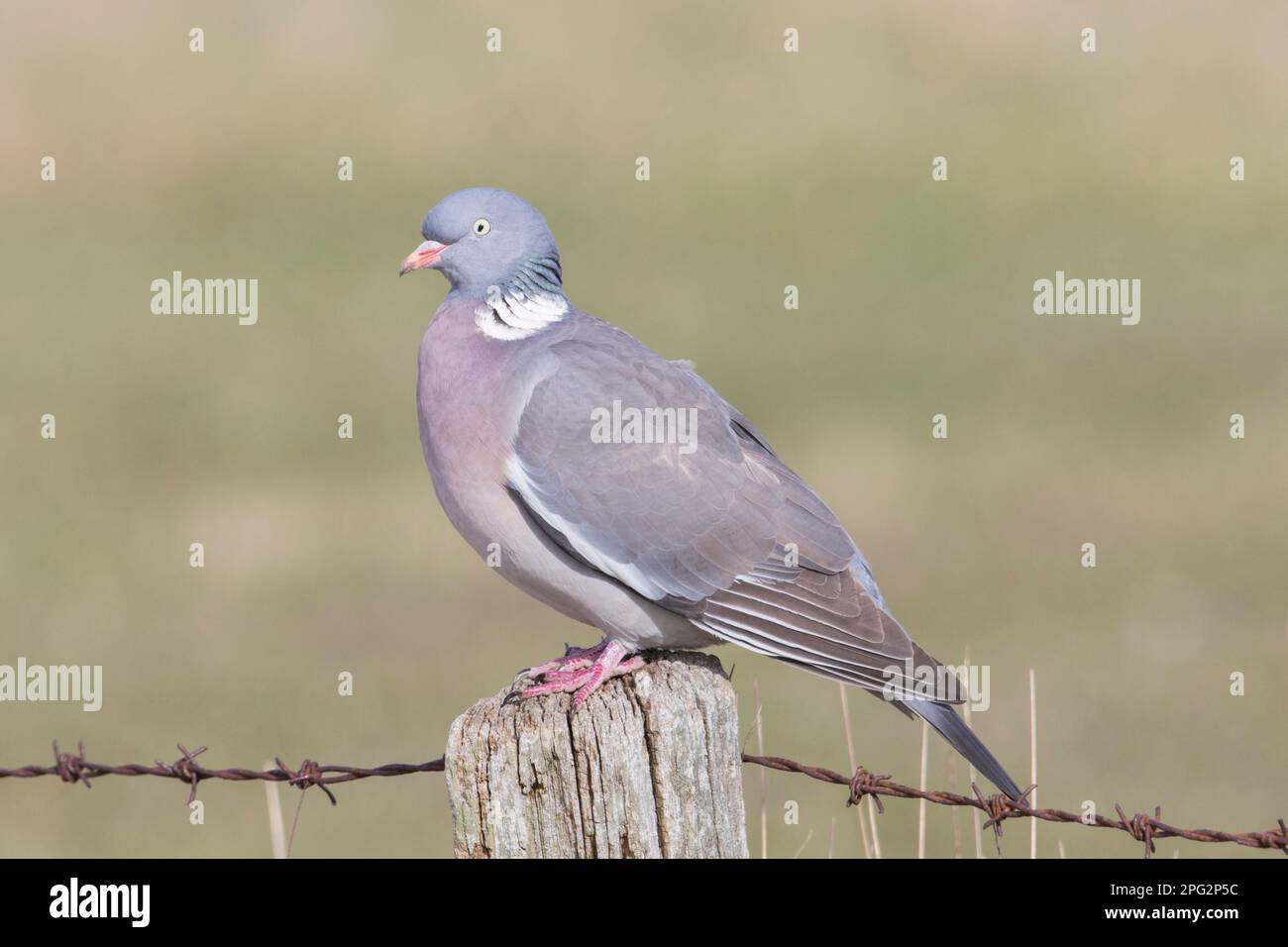 Woodpicceon comune (Columba palumbus). Adulto arroccato su una poest. Gemany Foto Stock