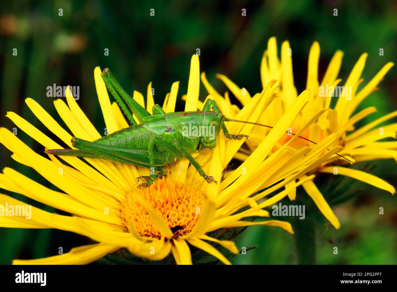 Cricket verde Twitching (cantans di Tettigonia). Femmina in fioritura Foto Stock