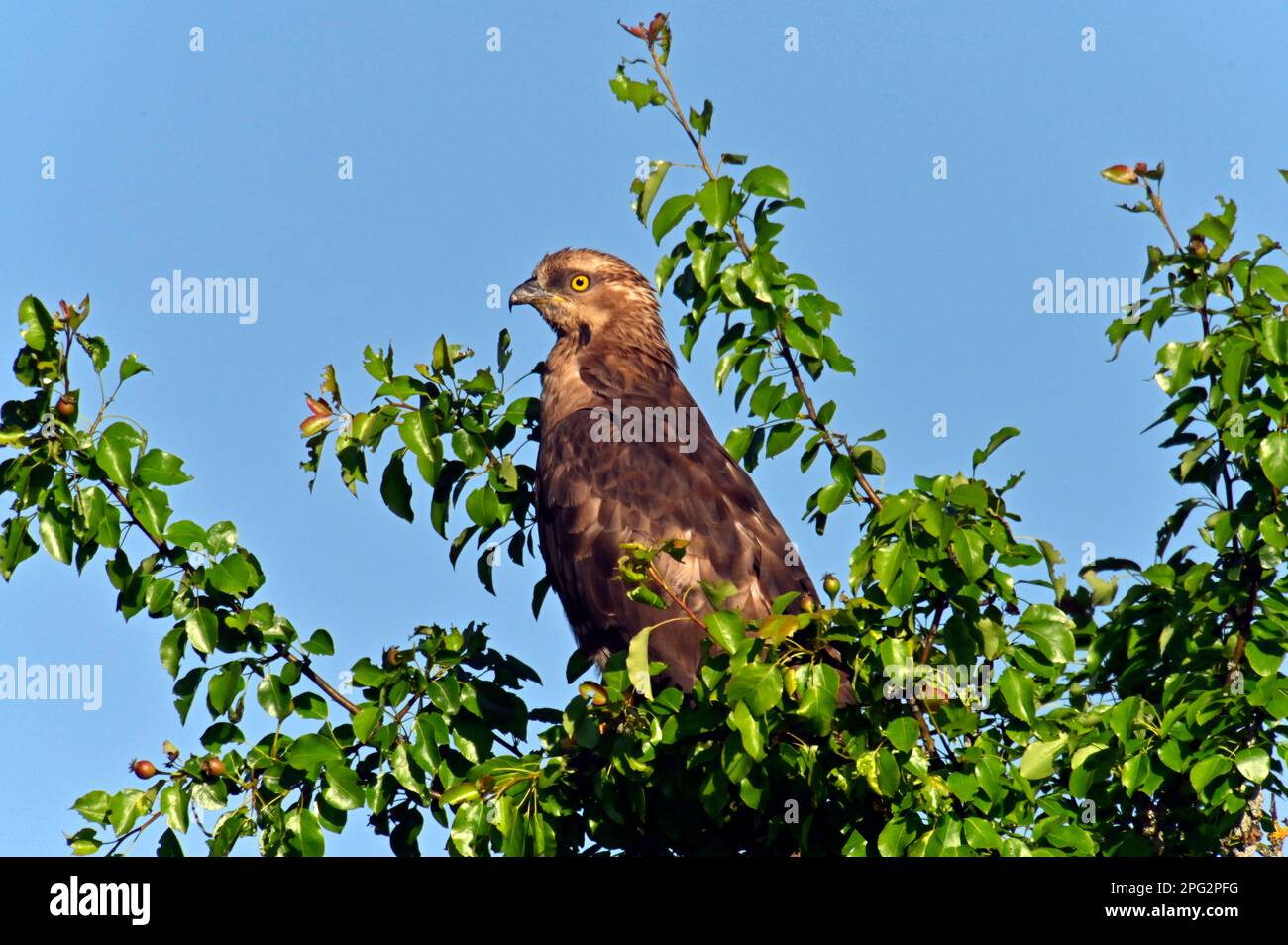 Buzzard di Miele Occidentale (Pernis apivorus),. Femmina arroccato su un albero. Germania Foto Stock