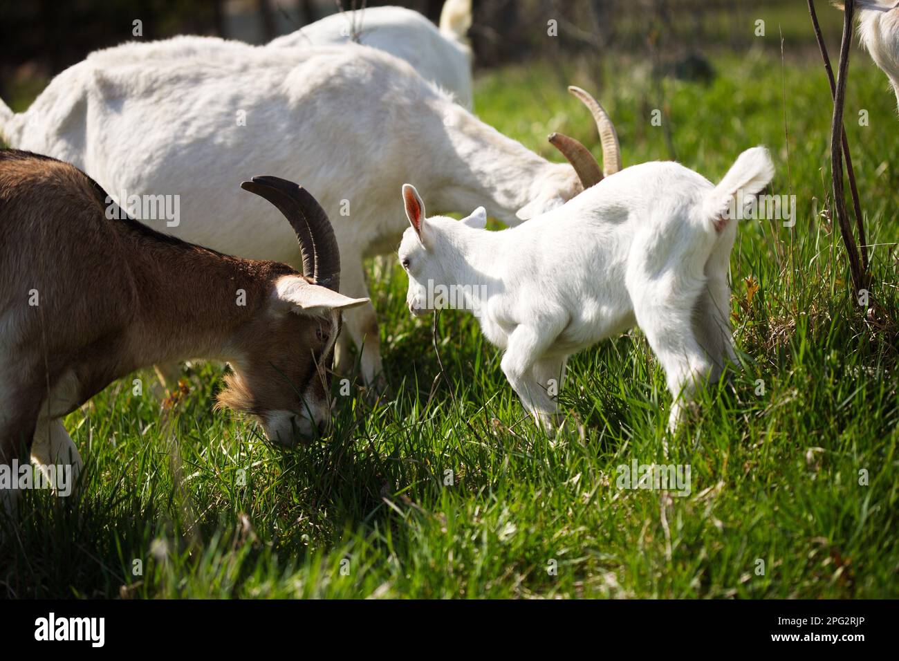 Un gruppo di capre al pascolo può essere visto in un lussureggiante campo verde Foto Stock
