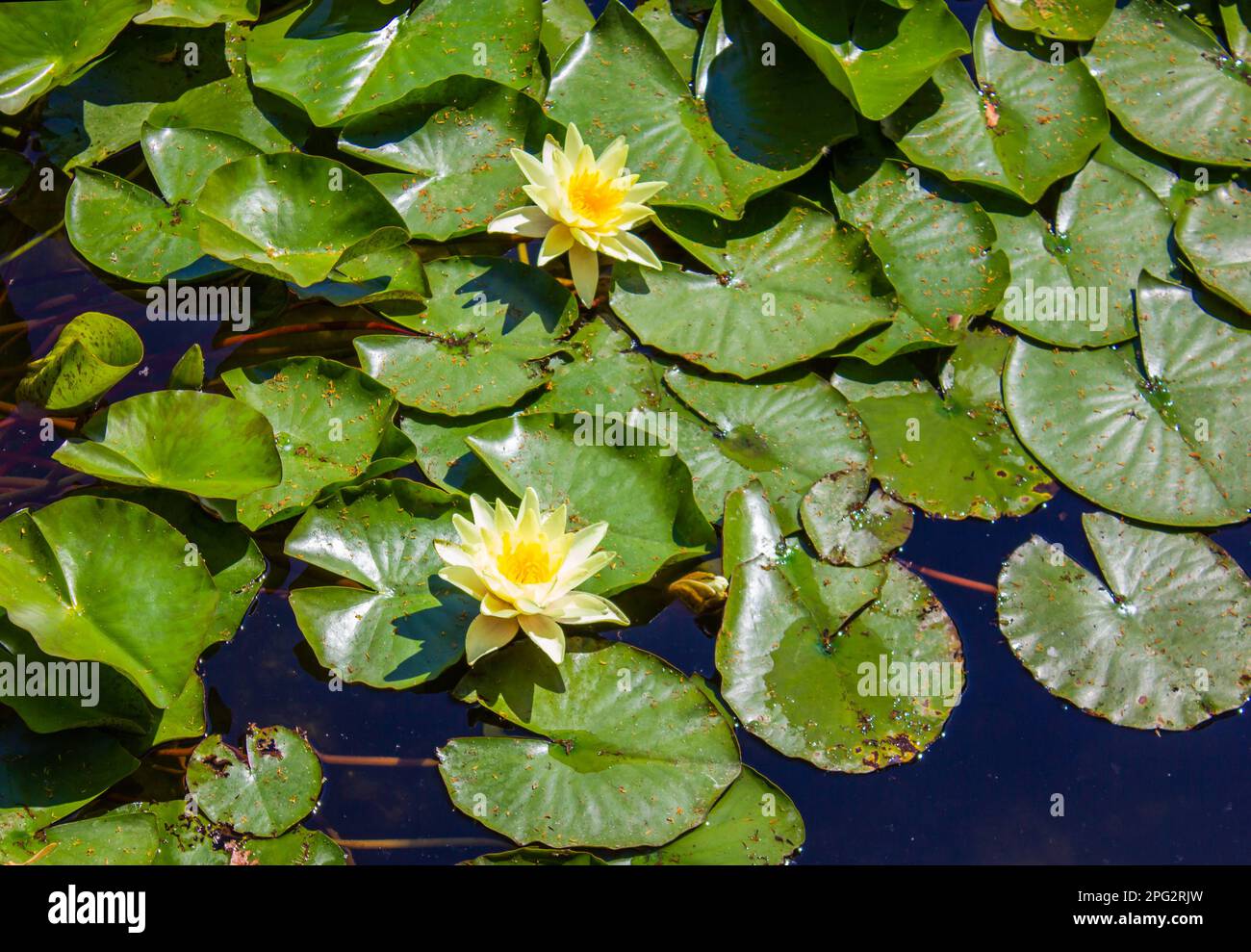 Belle gigli d'acqua gialle che crescono in un giardino esotico. Foglie di giglio d'acqua con fiori gialli sulla superficie del lago. Foto Stock