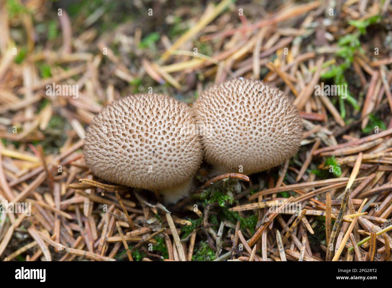 Puffball comune, povero Mans animelle (Lycoperdon perlatum), organismi di frutta in una foresta di conifere, Germania Foto Stock