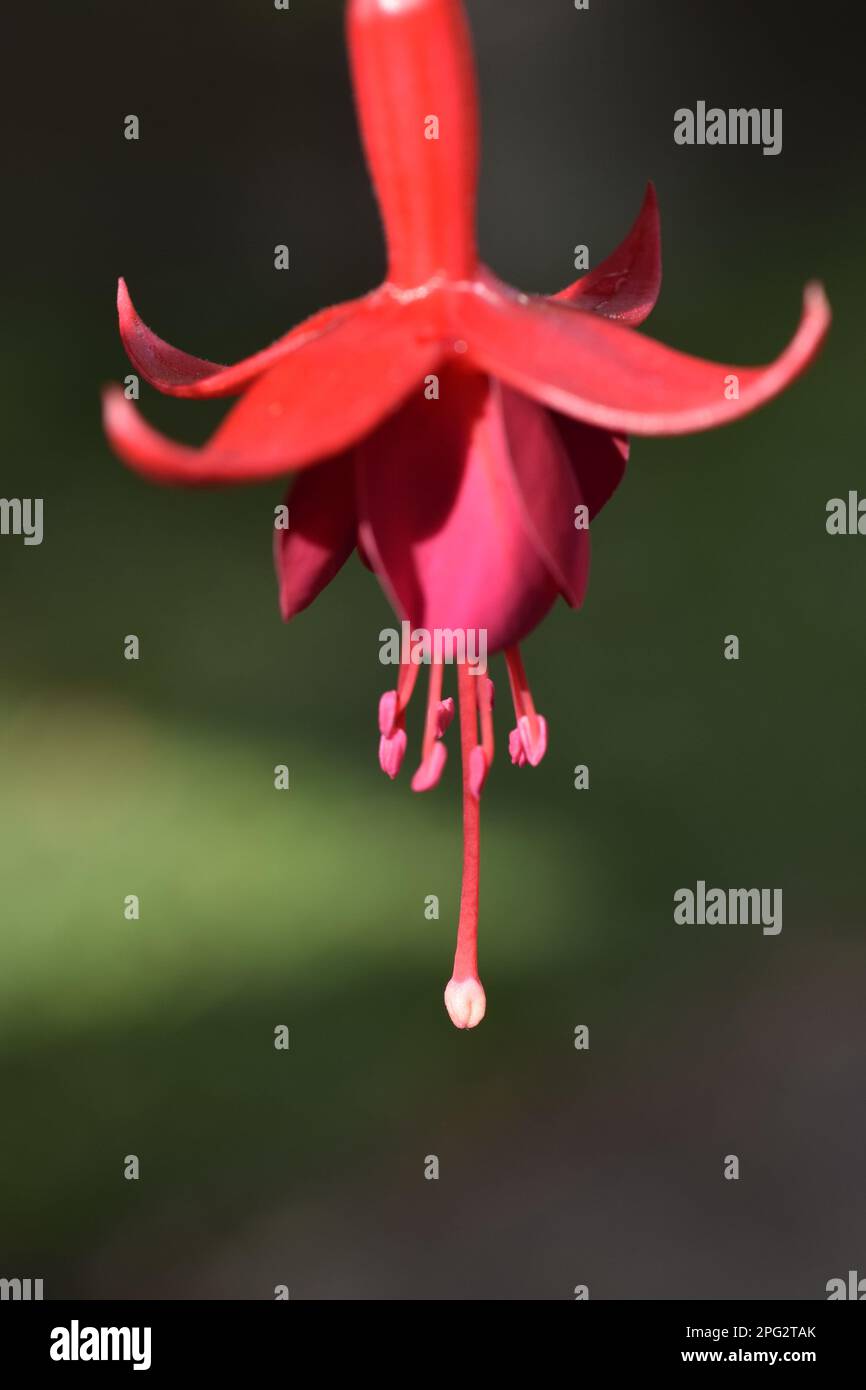 fucsia rosso e rosa fiore Foto Stock